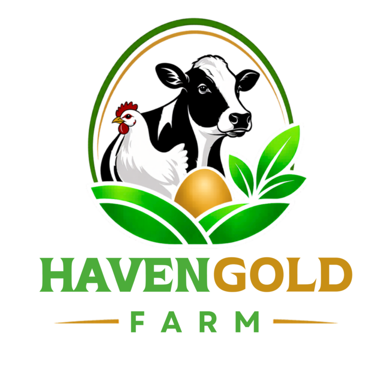 Experience farm life up close at Havengold Farm in Ruai, Nairobi. Our farm visits offer a unique opportunity to step away from the busy city and enjoy a calm, refreshing environment while learning how fresh milk, eggs, and vegetables are produced. Whether you are visiting as an individual, family, group, or school, the experience is designed to be both educational and enjoyable.